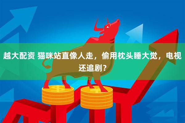 越大配资 猫咪站直像人走，偷用枕头睡大觉，电视还追剧？