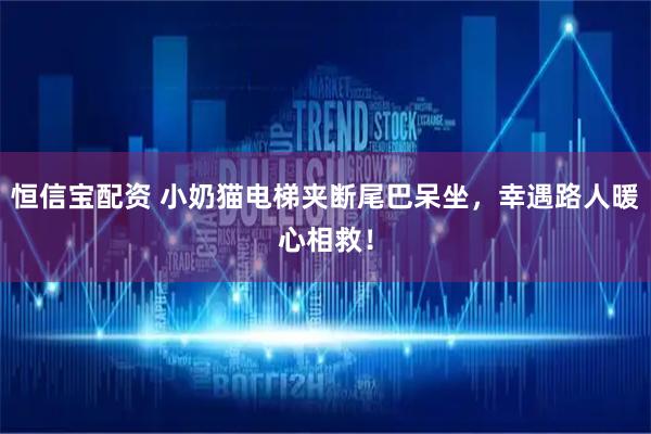 恒信宝配资 小奶猫电梯夹断尾巴呆坐，幸遇路人暖心相救！
