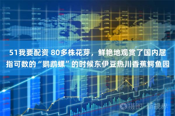 51我要配资 80多株花芽，鲜艳地观赏了国内屈指可数的“鹦鹉螺”的时候东伊豆热川香蕉鳄鱼园
